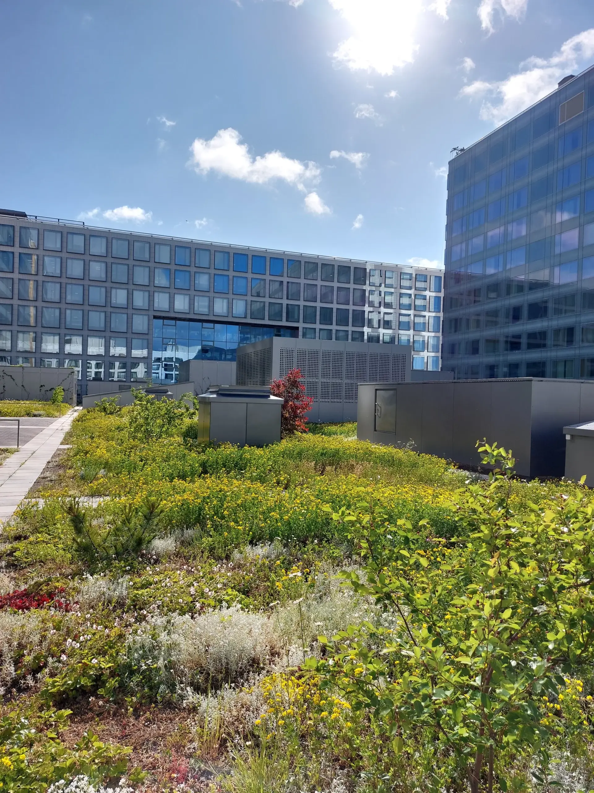 Luontotyyppi rakennuksiin Integroitukasv_Pasila_Anna Pursiainen