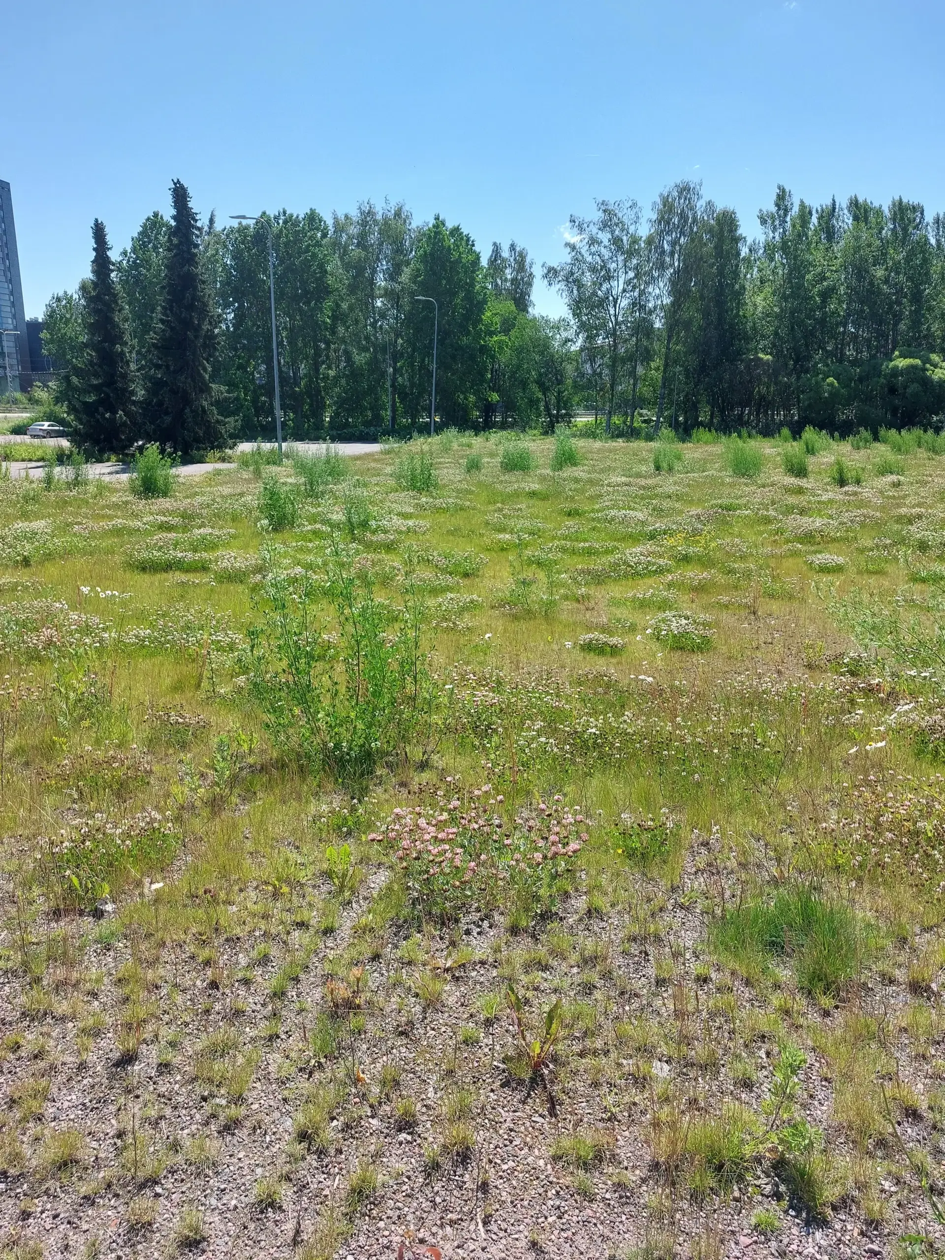 Luontotyyppi ruderaatti_Espoo_Anna Pursiainen